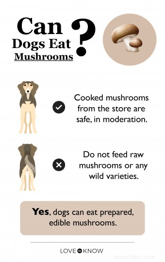 Les chiens peuvent-ils manger des champignons ? Ce que chaque propriétaire doit savoir 