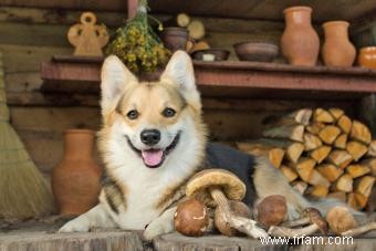 Les chiens peuvent-ils manger des champignons ? Ce que chaque propriétaire doit savoir 