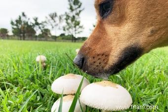 Les chiens peuvent-ils manger des champignons ? Ce que chaque propriétaire doit savoir 