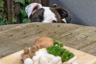 Les chiens peuvent-ils manger des champignons ? Ce que chaque propriétaire doit savoir 