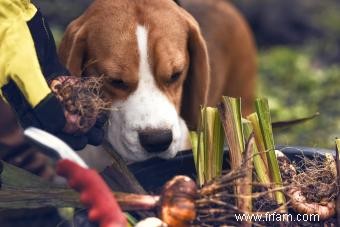 Les chiens peuvent-ils manger des oignons ? Conseils pour éviter un chien malade 