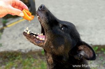 Les chiens peuvent-ils manger des pêches ? Comment les nourrir en toute sécurité à votre chiot 