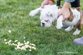 Les chiens peuvent-ils manger du pop-corn ou doivent-ils éviter cet aliment de base pour grignoter des films ? 