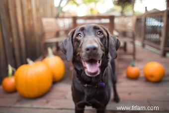 Les chiens peuvent-ils manger de la citrouille ? Examiner cet aliment de base d automne 