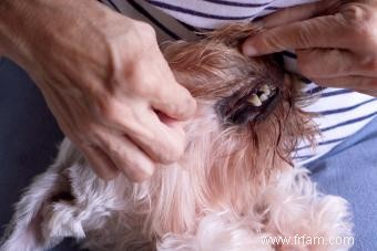 Les chiens peuvent-ils manger des os de côtes ? Mâcher ou ne pas mâcher 