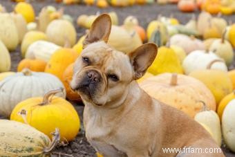 Les chiens peuvent-ils manger de la courge ? Examen de cet ingrédient polyvalent 