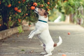 Les chiens peuvent-ils manger des mandarines ? Conseil d Expert 