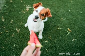 Les chiens peuvent-ils manger de la pastèque ? La réponse la plus sûre expliquée 