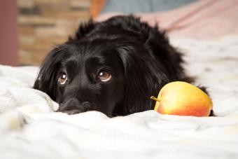 Les chiens peuvent-ils avoir des pommes ? Ou devraient-ils s abstenir de ces fruits ? 