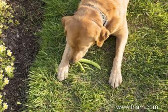 Les chiens peuvent-ils avoir des haricots verts ? Comment les préparer en toute sécurité 