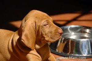 Nourriture lyophilisée pour chiens 