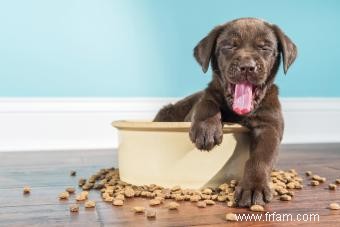 Nourriture pour chiens sans céréales 