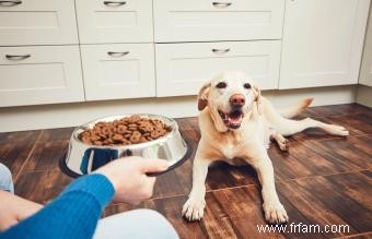 La nourriture pour chiens sans céréales est-elle mauvaise pour le cœur de votre chien ? 