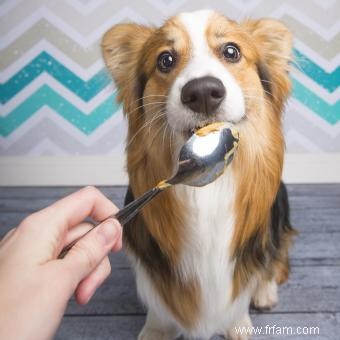 Le beurre de cacahuète est-il bon pour les chiens ? Quels types utiliser (et éviter) 