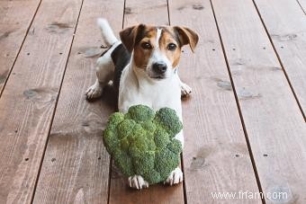 Gâteries pour chiens avec calculs vésicaux 