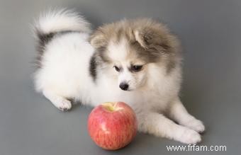 Quels fruits sont bons pour les chiens ? 