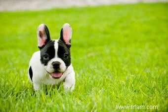 Adopter un bouledogue français 