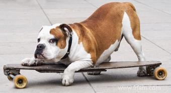 Sauvetage de bouledogue anglais 