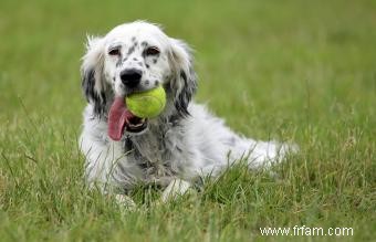 Sauvetage du Setter anglais 