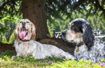 Sauvetage du Setter anglais 