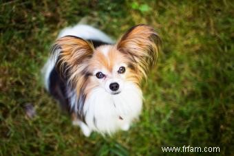 Adoption et sauvetage de Papillon 