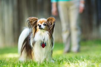 Adoption et sauvetage de Papillon 