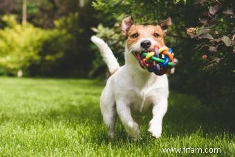 10 jouets pour chiens fabriqués aux États-Unis relativement sûrs 