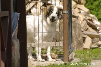 5 types de revêtements de sol pour un enclos pour chiens en plein air 