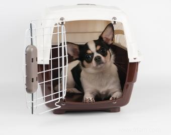 6 meilleures caisses pour chiens dans différentes options de style 