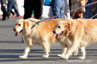 Avantages des laisses doubles pour chiens et où les trouver 