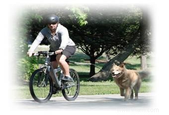 Options de porte-chien pour vélo 