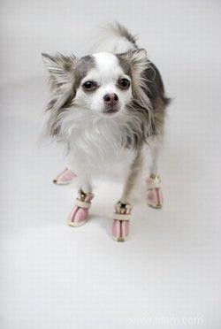 Choisir des bottes pour votre chien 