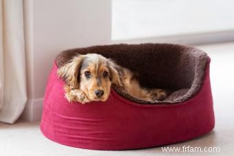 Choisir le bon type de lit pour chien pour votre animal de compagnie 