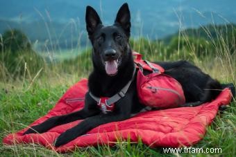 Choisir le bon type de lit pour chien pour votre animal de compagnie 