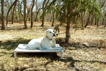 Choisir le bon type de lit pour chien pour votre animal de compagnie 