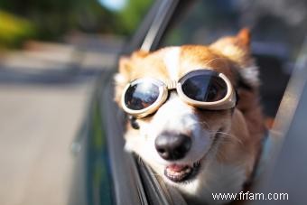 Votre chien a-t-il besoin de lunettes pour chien ? 