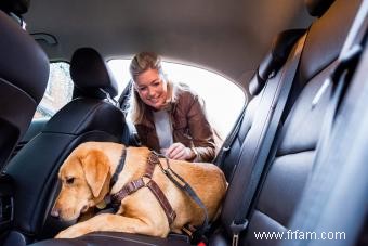 Types de retenue de voiture pour chien pour garder votre chiot en sécurité 