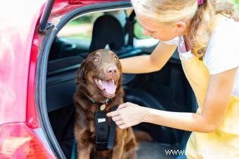 Types de retenue de voiture pour chien pour garder votre chiot en sécurité 