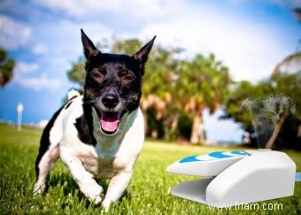 Fantastiques jouets aquatiques pour chiens 