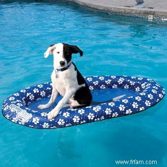 Fantastiques jouets aquatiques pour chiens 