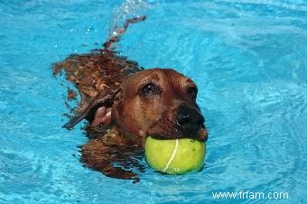 Fantastiques jouets aquatiques pour chiens 