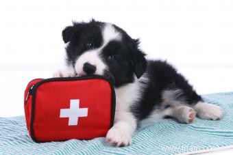 Comment assembler une trousse de premiers soins pour chiens 