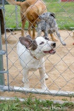 Comment construire un parc pour chiens 