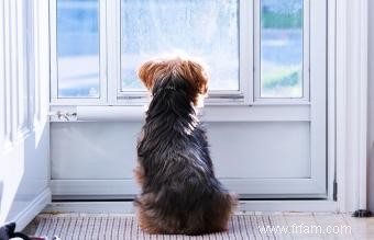 Portes moustiquaires avec porte pour chien 