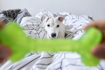 Jouets parlants et interactifs pour chiens :os, boules et amusement 