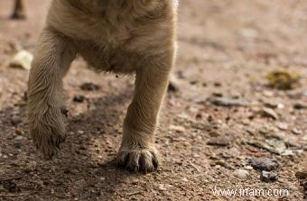 Dix raisons d acheter une pataugeoire pour votre chien 