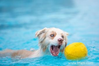 Dix raisons d acheter une pataugeoire pour votre chien 