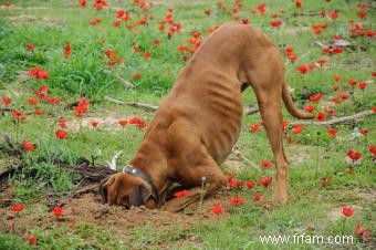 Dix raisons d acheter une pataugeoire pour votre chien 