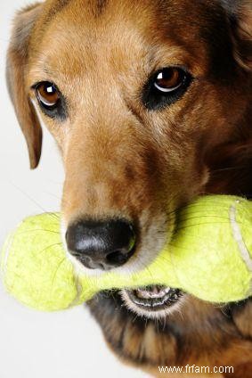 Conseils pour choisir des jouets pour chiens sûrs 