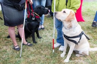 6 types de chiens d assistance et de races couramment utilisés 